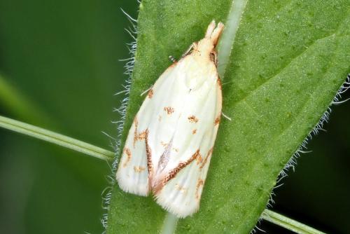 Réf. 325 398 : Agapeta hamana